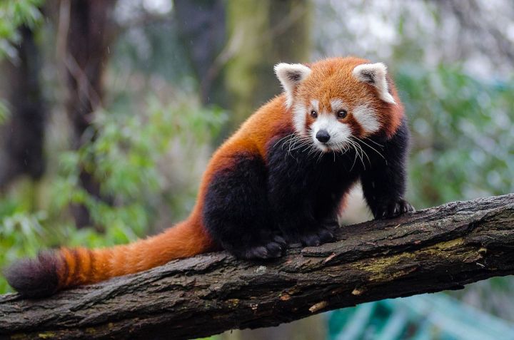 New Red Panda Habitat Discovered in Arunachal Pradesh During Takin Search