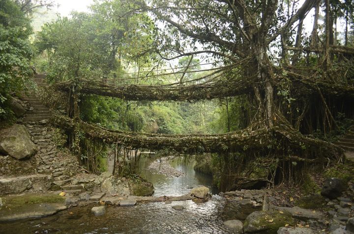 PM Modi Champions Meghalaya's Living Root Bridges for UNESCO Recognition