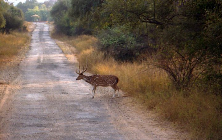 Sariska Tiger Reintroduction Efforts to be Featured in New Film