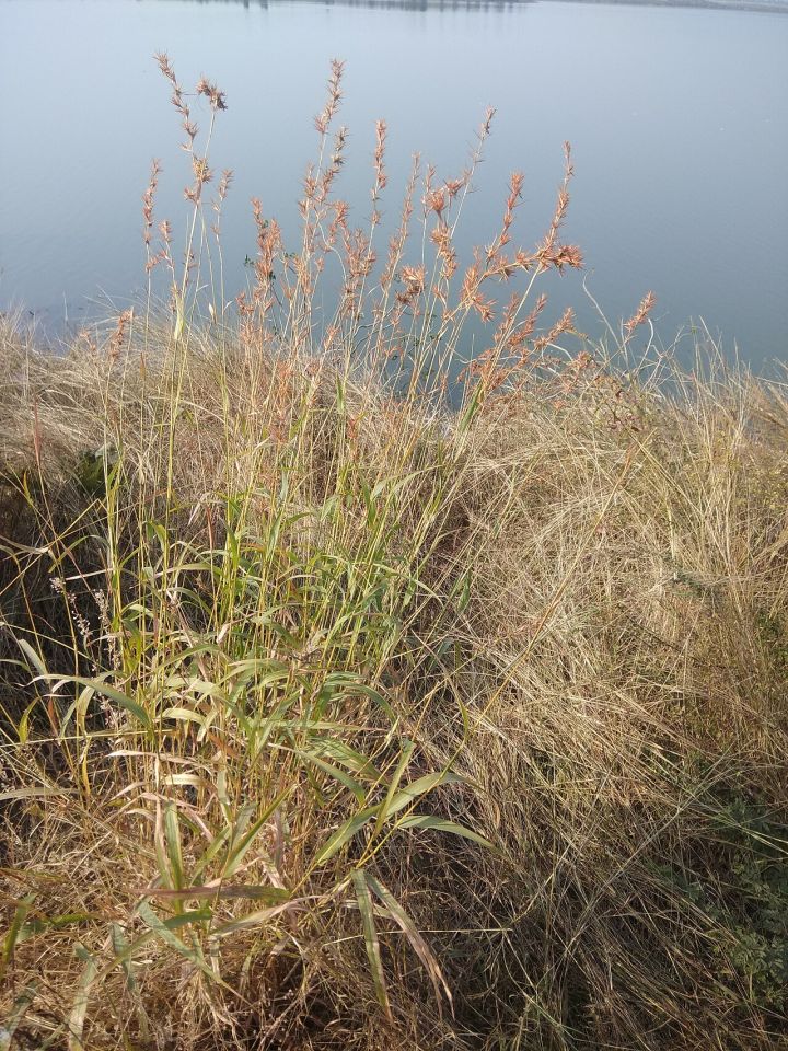 Khandwa: 600 personnel, 30 JCBs clear 105 hectares of forest land