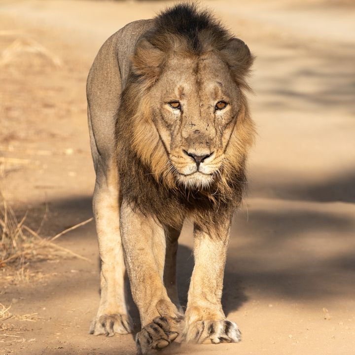 Gujarat Sees Surge in Lion Populations, Testing Wildlife Management