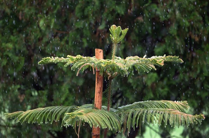 Delhi Awaits Monsoon: Heavy Rains Expected Across Himalayan States