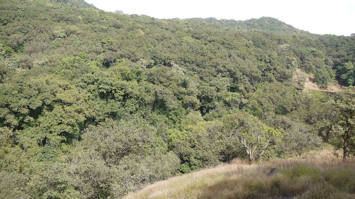 Matheran Forests Alarmed as Tourist Music Disturbs Wildlife