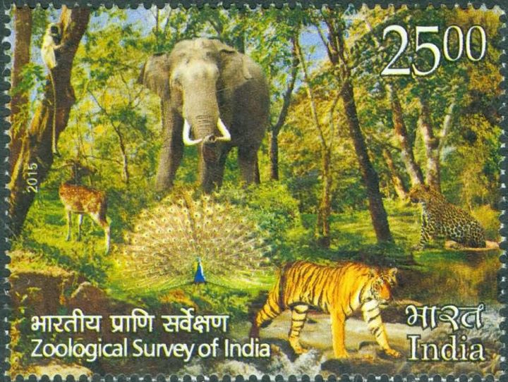 ZSI Scientists Unveil Two New Spider Species in Andhra Pradesh and Meghalaya