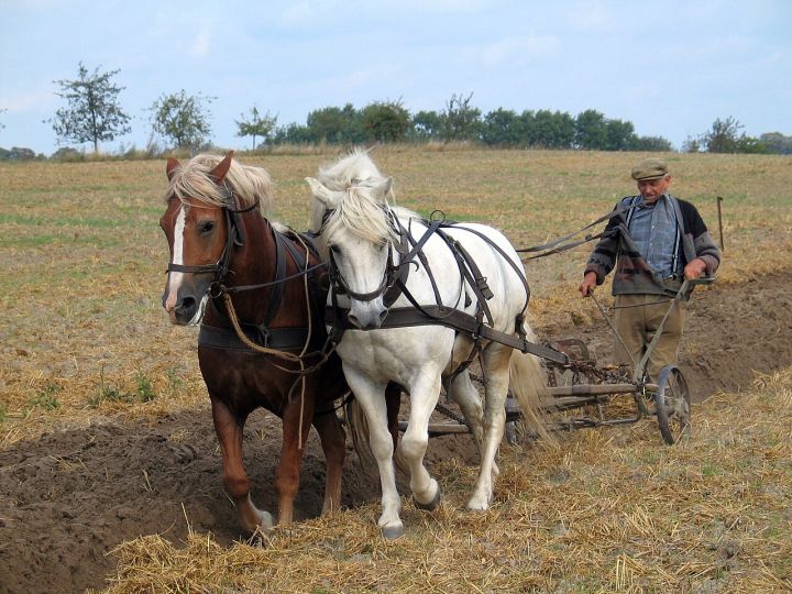 July 31 Deadline Sparks Rush to Enroll in Crop Insurance Scheme