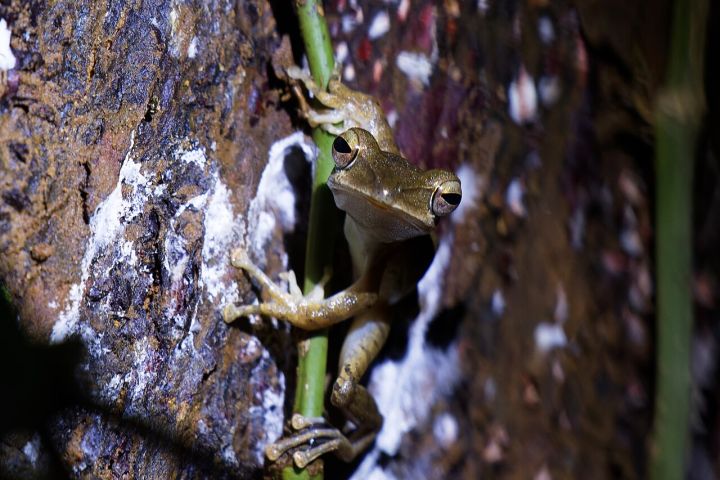 Goa and Western Ghats Experience Light Monsoon, East India Drenched