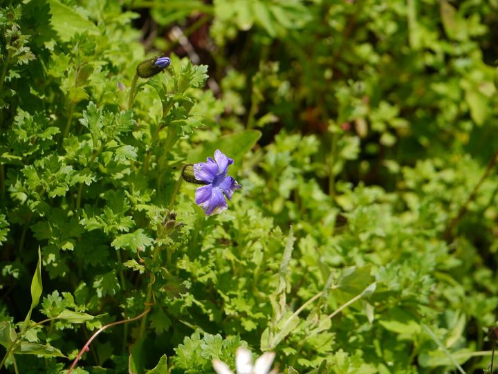 Arunachal Pradesh: Rare Plant Found