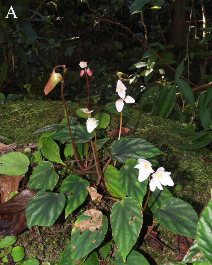Arunachal Pradesh Discovers New Begonia Species