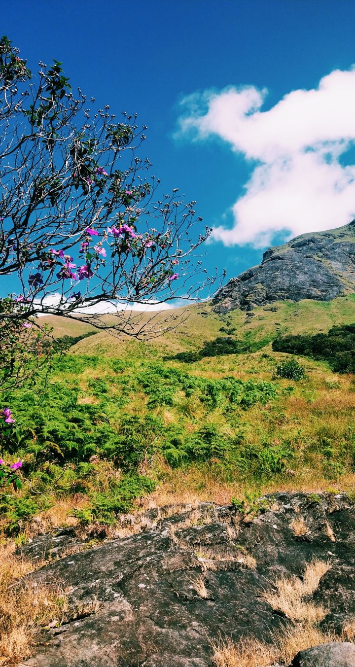 Kerala's Rare Neelakurinji Blooms
