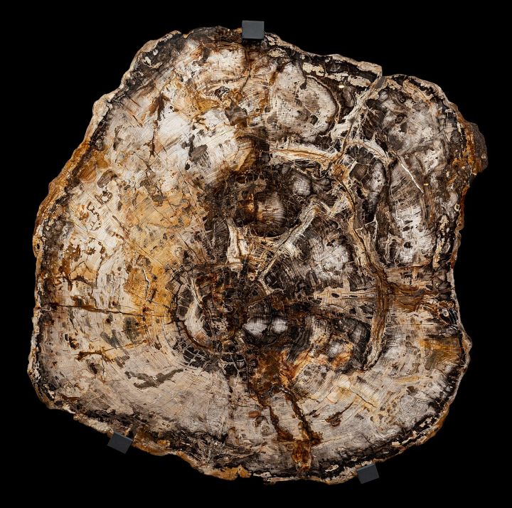 Ancient Tree Fossil Discovered in Bhagalpur, Bihar