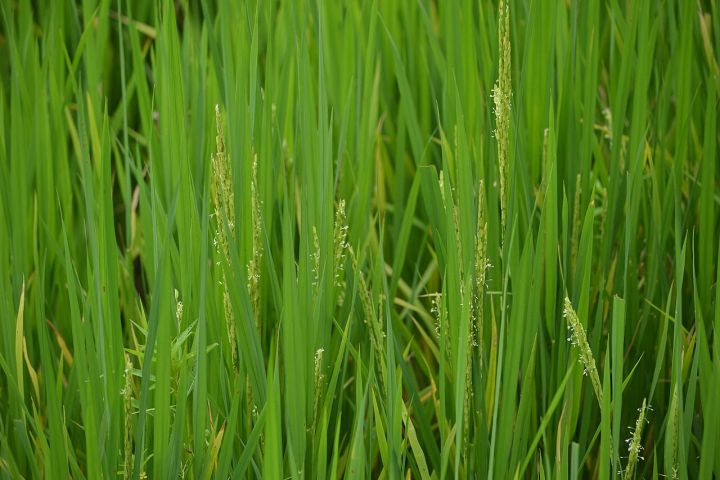 Chhattisgarh Promotes DSR Paddy Cultivation
