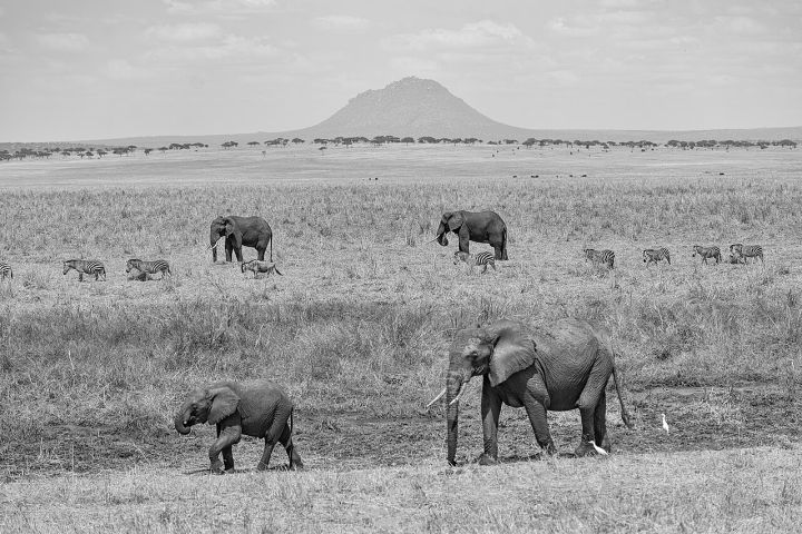 Elephants Ascend to Higher Altitudes, Sparking Conflict Concerns