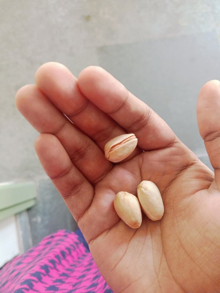 Create a ₹5,000‑kilo Pistachio Sweet at Home Using Desi Ghee