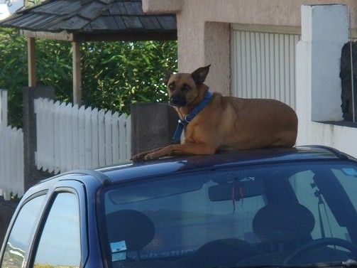 Dog Reunites with Mother After Years in Viral Video