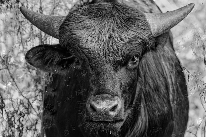 Arunachal Pradesh Sees 200+ Mithun Deaths From Foot‑and‑Mouth Disease