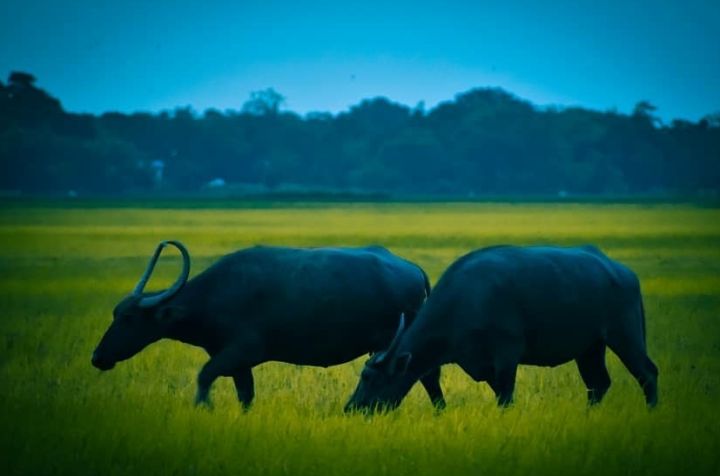 Assam's Morigaon Hosts Capacity-Building Workshop on Agriculture Infrastructure Fund