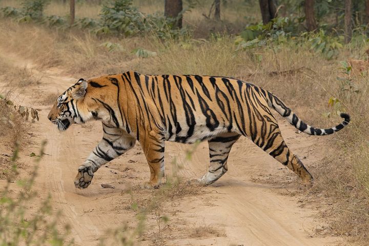 Indore Tiger Strike Force busts turtle smuggling ring, arrests two youths