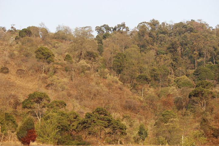 Nagaland Boosts Forestry Research