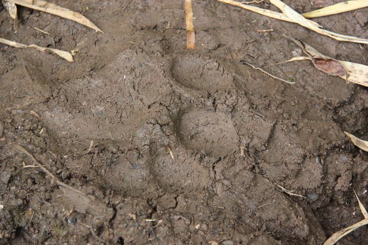 Lion's 100‑km trek maps Gujarat's new 150‑km wildlife corridor