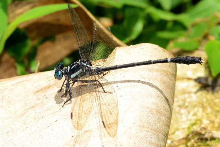 Western Ghats Ecological Map Reissued After 13 Years, New Boundaries Spark Questions