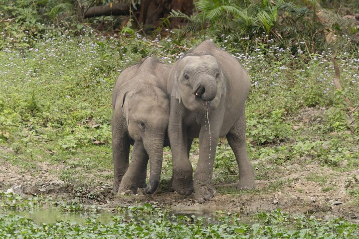Elephant Omkar escorted back across border, drones not deployed for tracking