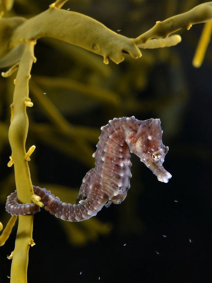 Kerala Scientists Unveil New Seahorse Species off Tamil Nadu Coast