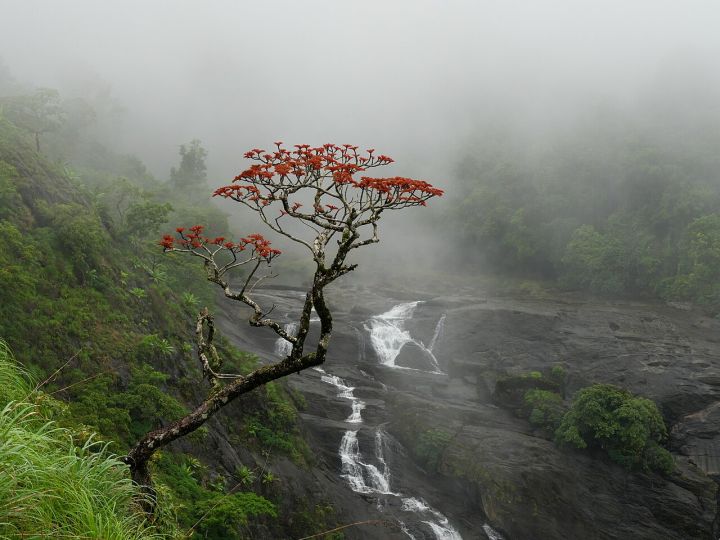 IMD predicts widespread rainfall across India as monsoon stays active