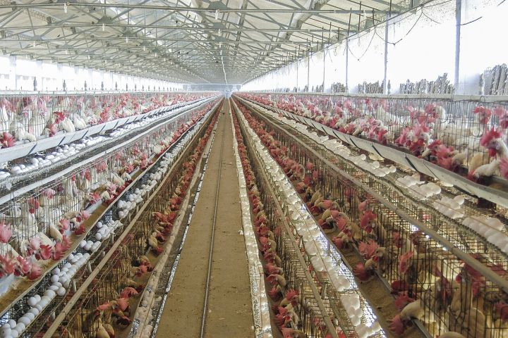 Tamil Nadu Poultry Units Seek Budget Subsidy