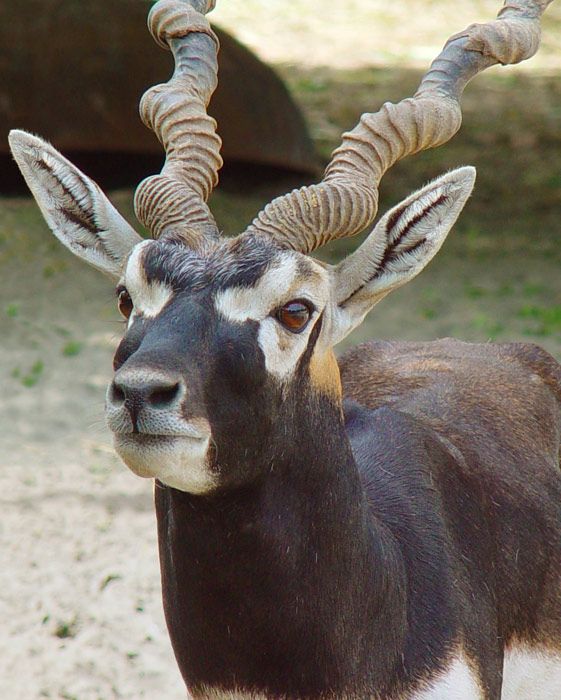20 Blackbucks Released in Gujarat’s Banni Grasslands on Independence Day