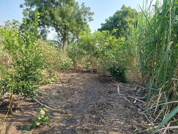 Four Die After Consuming Toxic Liquor in Bhavnagar, Gujarat