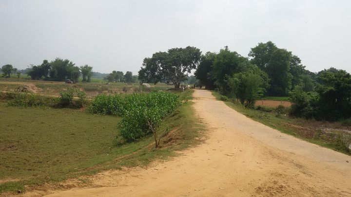 Jajpur Farmers Devastated by Crop Loss After Embankment Breach