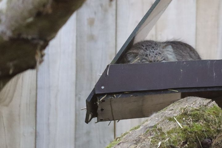 Pallas’s Cat Recorded for First Time in Arunachal Pradesh