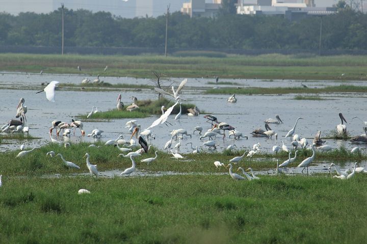 Madras High Court told Pallikaranai marshland construction can be regulated, not banned