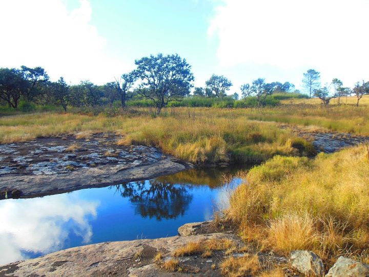 Mizoram University scholars discover new montane toad species in Phawngpui National Park