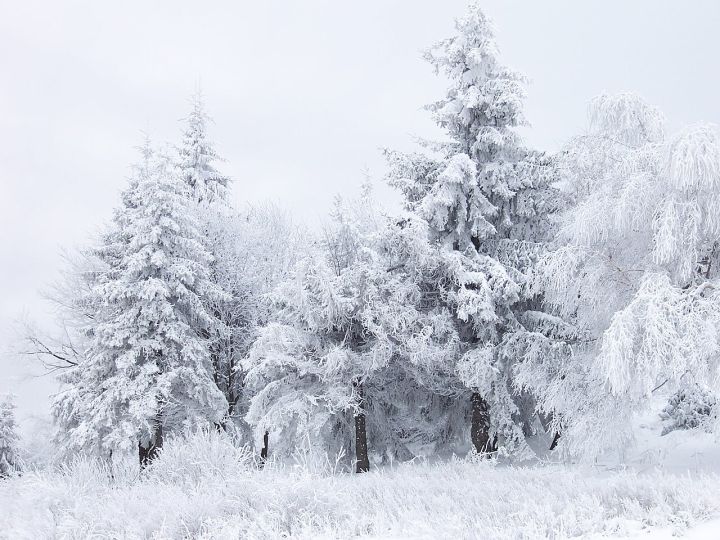 Fresh Snowfall Blankets Upper Kashmir While Rain Hits Plains