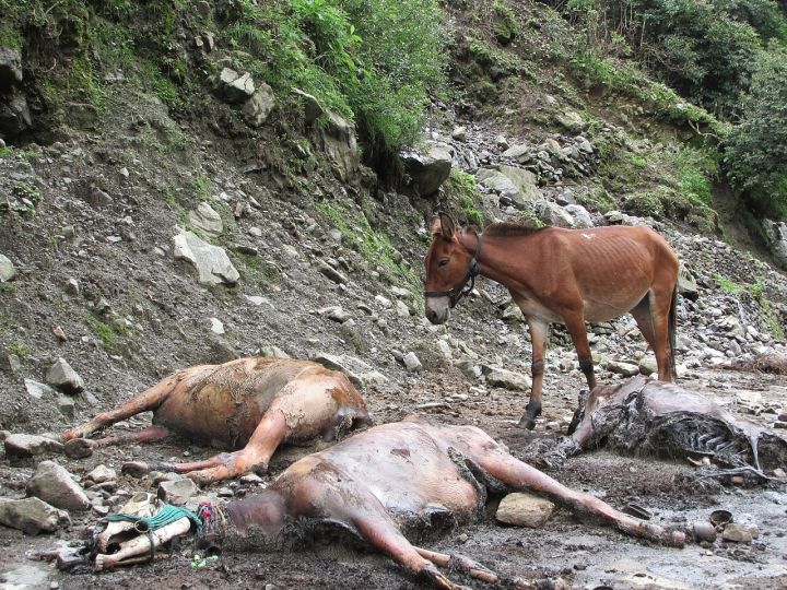 Uttarakhand: 7 Killed as Landslides Block 170+ Roads Amid Heavy Rainfall