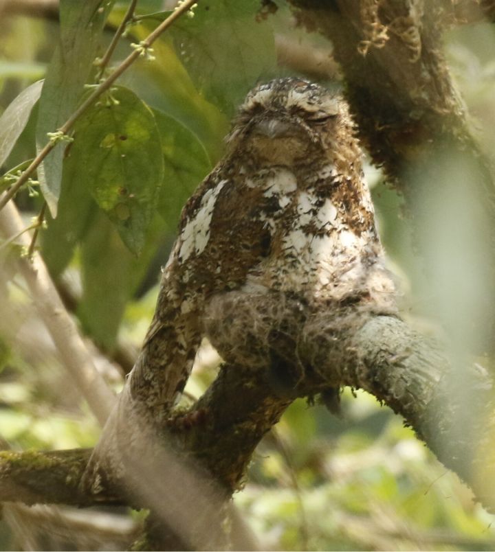 Hodgson’s Frogmouth Spotted Again in Meghalaya’s Garo Hills After 75 Years
