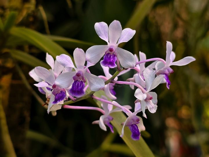 Arunachal Pradesh Announces Discovery of New Leafless Orchid Species