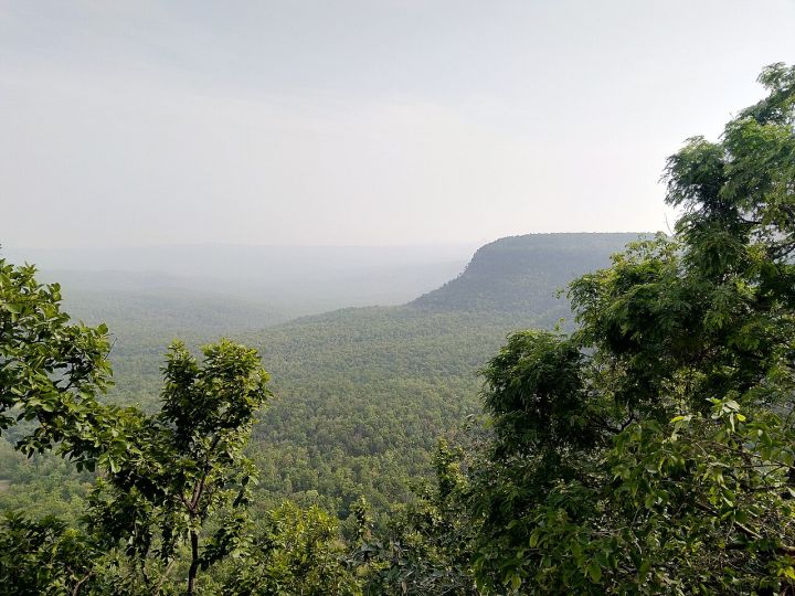 Chhattisgarh Launches Conservation Plan for 127 Vulnerable Plant Species