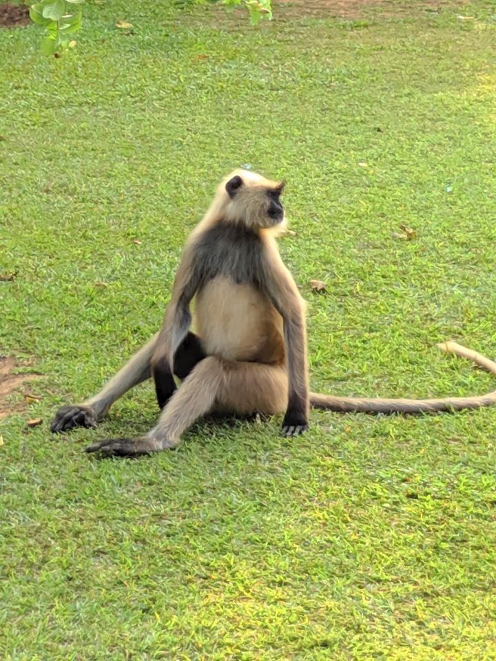 Viral Video Shows Drunk Monkey Sleeping Inside Shop in Odisha