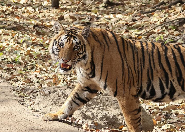 Gaur herd in Bandhavgarh Reserve swells to about 170 after reintroduction