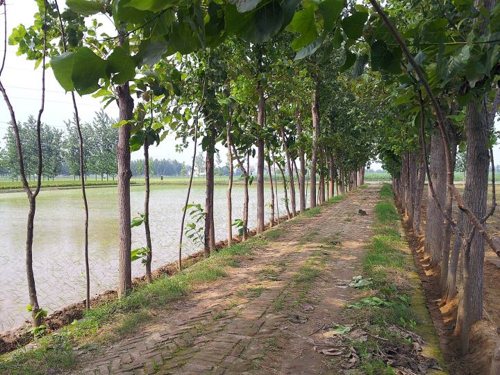 Uttar Pradesh Farm Pond Scheme Aids Farmers in Rainwater Storage for Irrigation