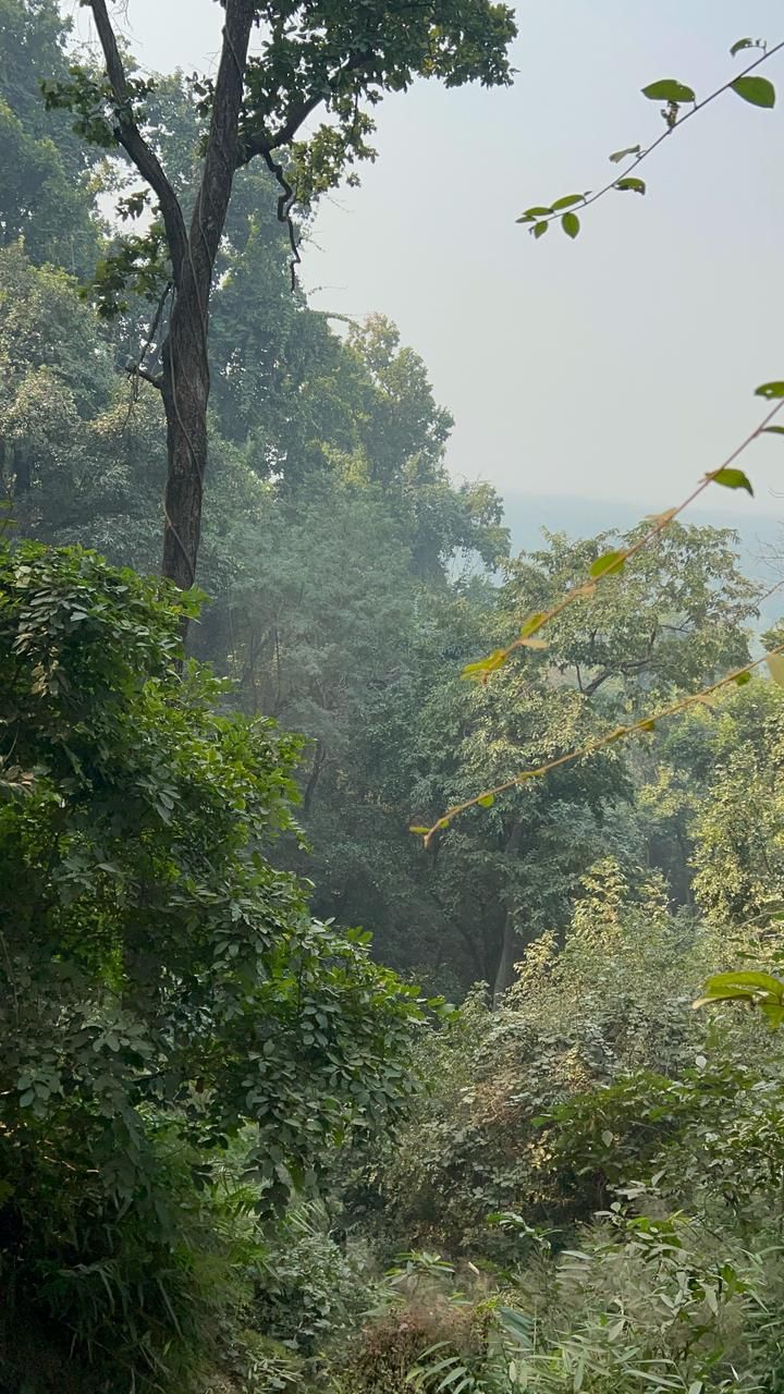 Valmiki Tiger Reserve Tigress to Join Buxa Tiger Reserve on Oct 2