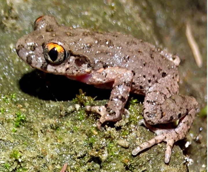 Two New Frog Species Discovered in Mizoram