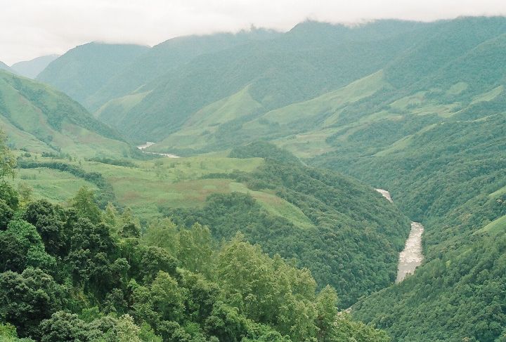 267 Mithuns Die in Foot‑and‑Mouth Outbreak in Arunachal’s Dibang Valley