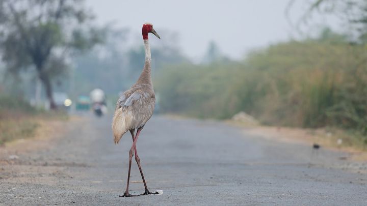 College Student Killed as Crane Runs Over Her Near Ahmedabad, CCTV Shows