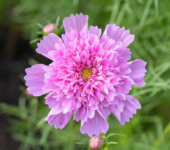 6th Cosmos Flower Festival to Open in Naamai Zho, Manipur on Oct 3