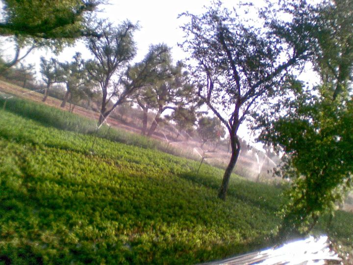 LCC Projects Shares Surge After Winning L1 Bid for Rajasthan Sprinkler Irrigation Project
