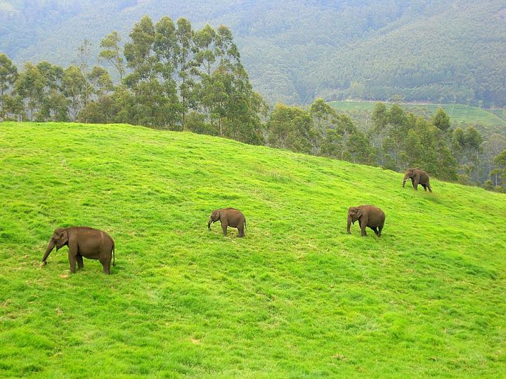 Wild Elephant Electrocuted in Mauganj, Madhya Pradesh