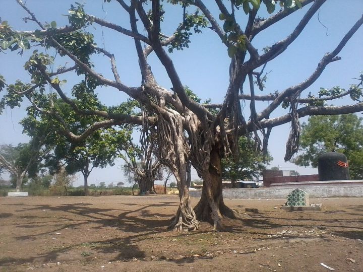Two bodies found in Ratlam field; DNA tests to identify missing youth and possible girl